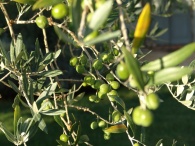 2013 successful olive oil harvest